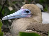 Galapagos 7-1-06 Genovesa Prince Philips Steps Red-footed Booby Close Up Here is a close-up of a red-footed booby on Genovesa.